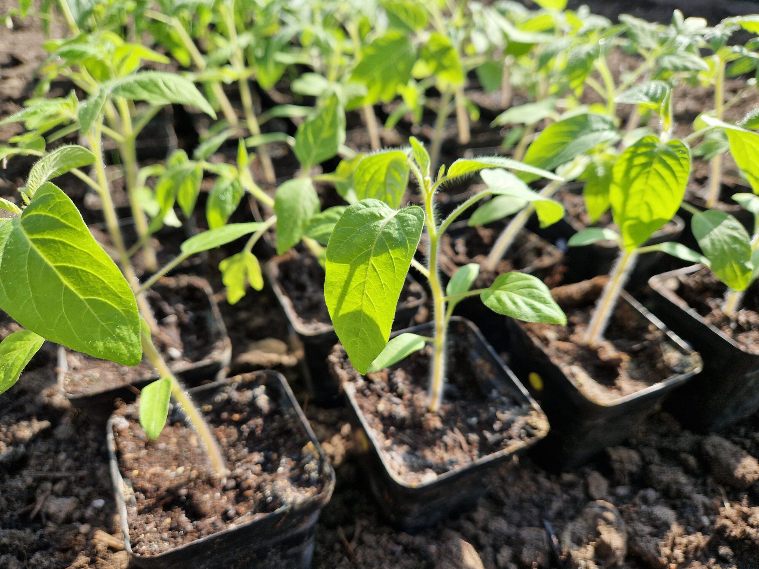 Onze Planten verkoop van 2025 gaat van start