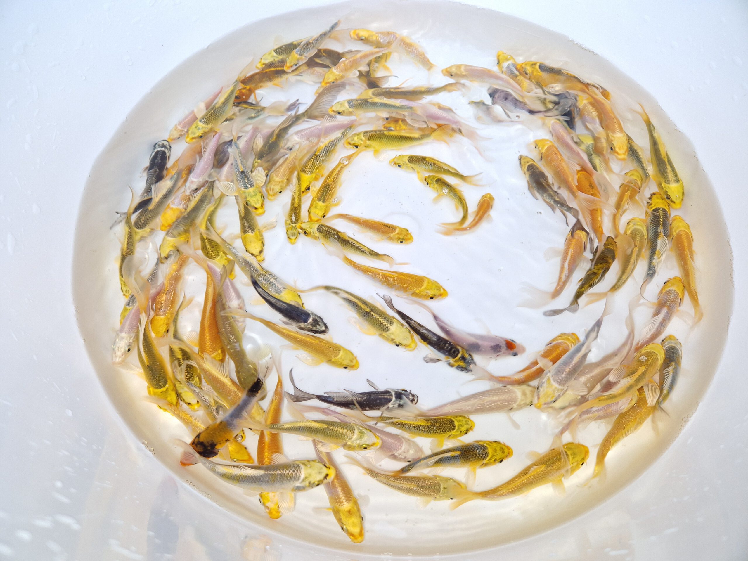 70% korting op Onze Koi van 7 tot 13 cm – 100 stuks voor €1,50 p.s. OP = OP
